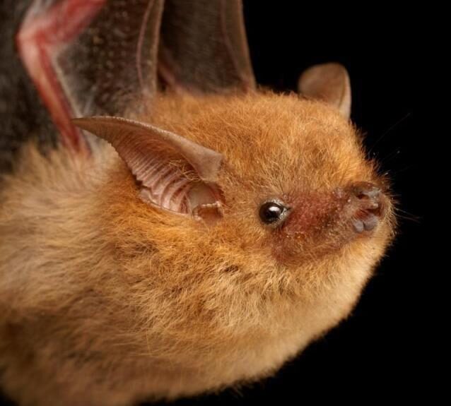 Bataset