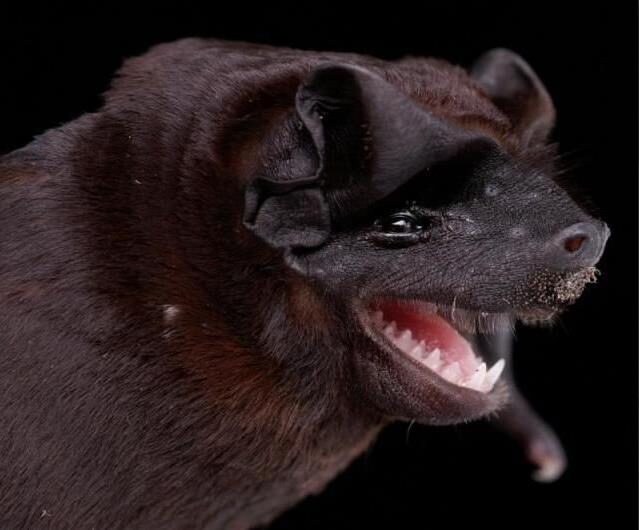 Bataset