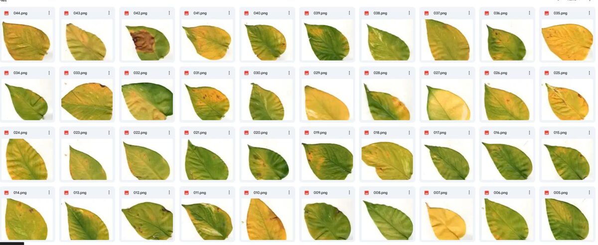 Leaves