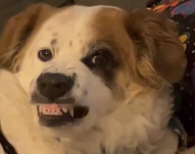 Papaya Dataset